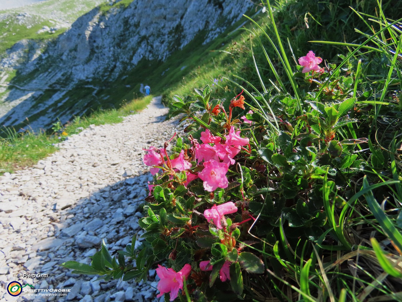 21 Rhododendron hirsutum (Rododendro hirsutum).JPG